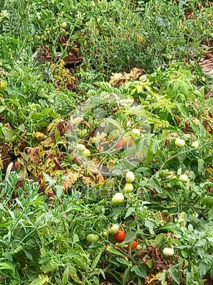 مزرعتين منطقه الزباره موقع ممتاز بجوار بعض كل واحده مساحه 116،500 متر وبكل واحده يوجد عدد 2 بير ماء حلوه وتربة زراعيه و أشجار نخيل تقريبا 400 بكل واحده وأشجار زيتون 100 وبرسيم وخضائر للحلال وكهرباء حكوميه السعر 17000000 لكل مزرعة والسعر قابل للتفاوض بالمعقول للإتصال على الرقم التالي 50371436